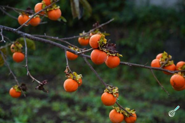 Benefícios do caqui: propriedades e como consumir - Benefícios e propriedades do caqui