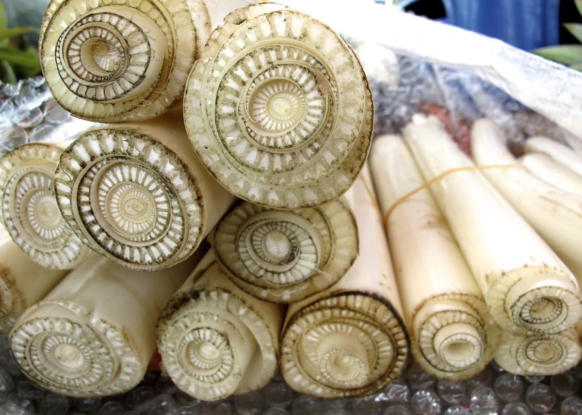 Como tirar palmito de bananeira